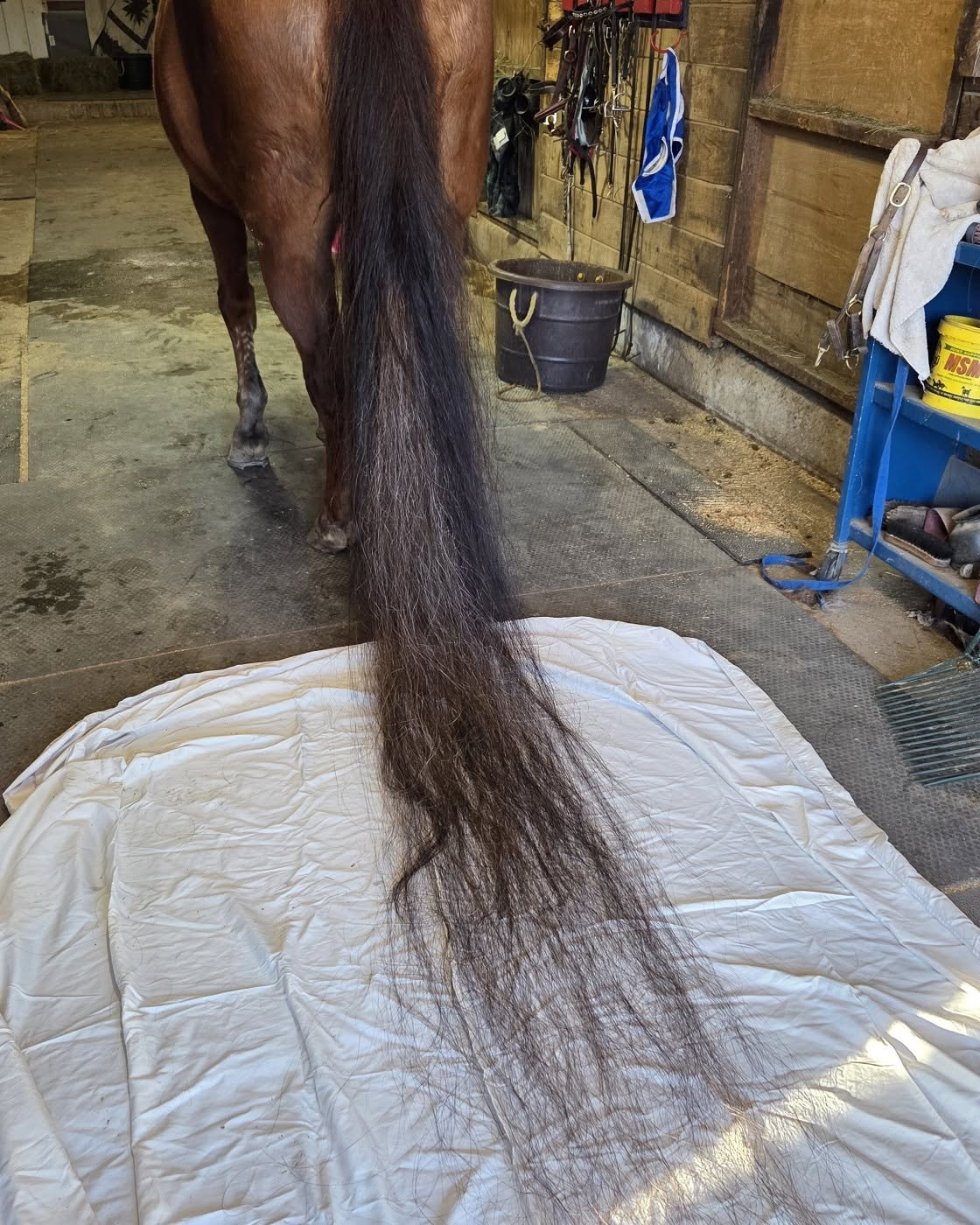 Horse tail being groomed in stable