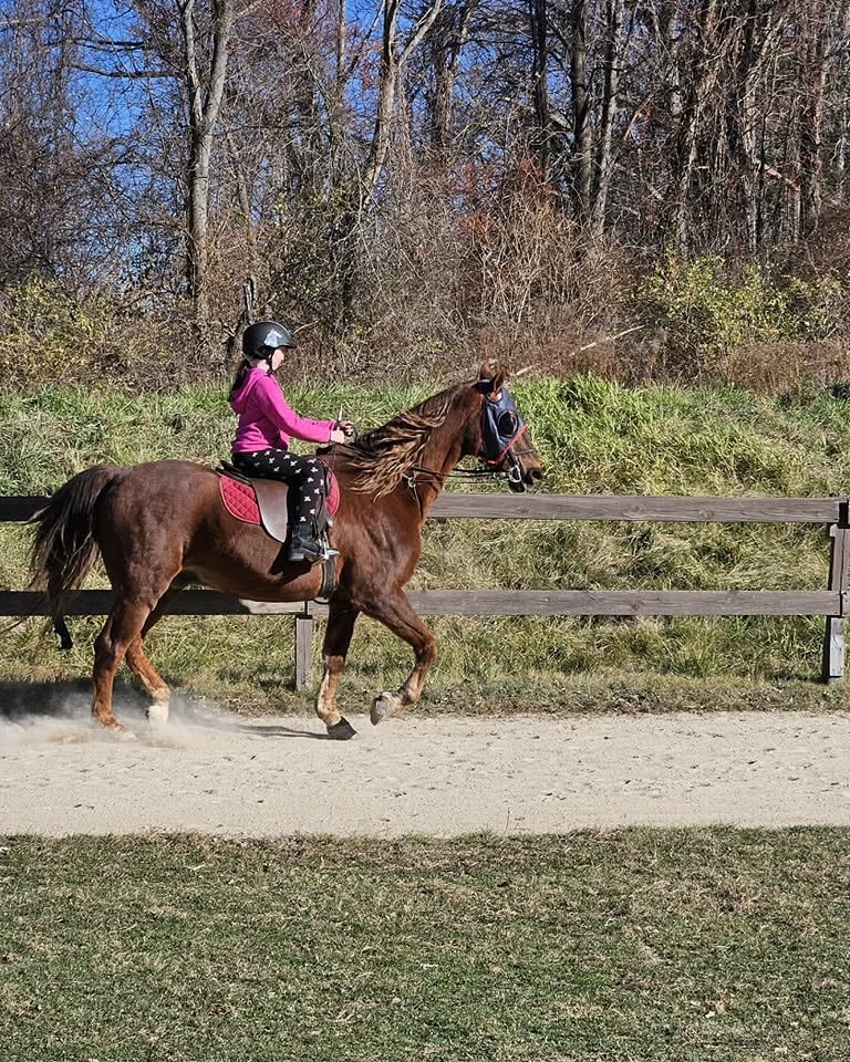 Professional equestrian training at Sunswept Stables